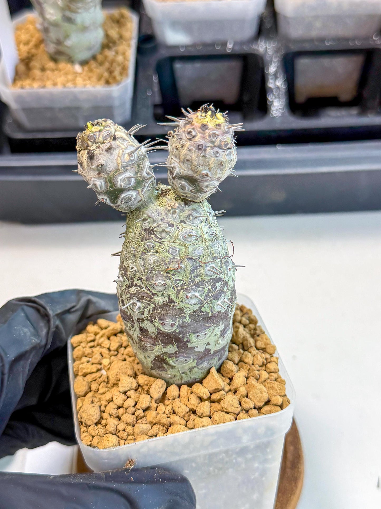 Pachypodioides (2) | Cactus Bonsai