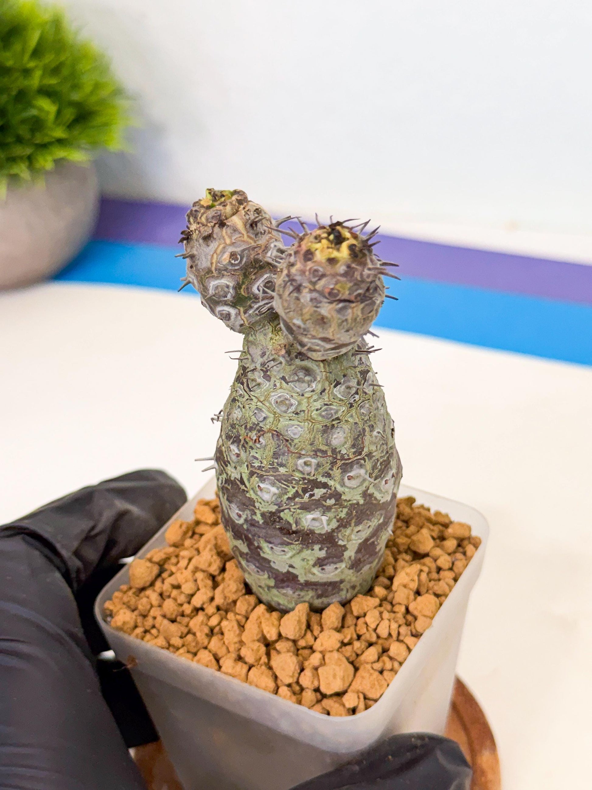 Pachypodioides (2) | Cactus Bonsai