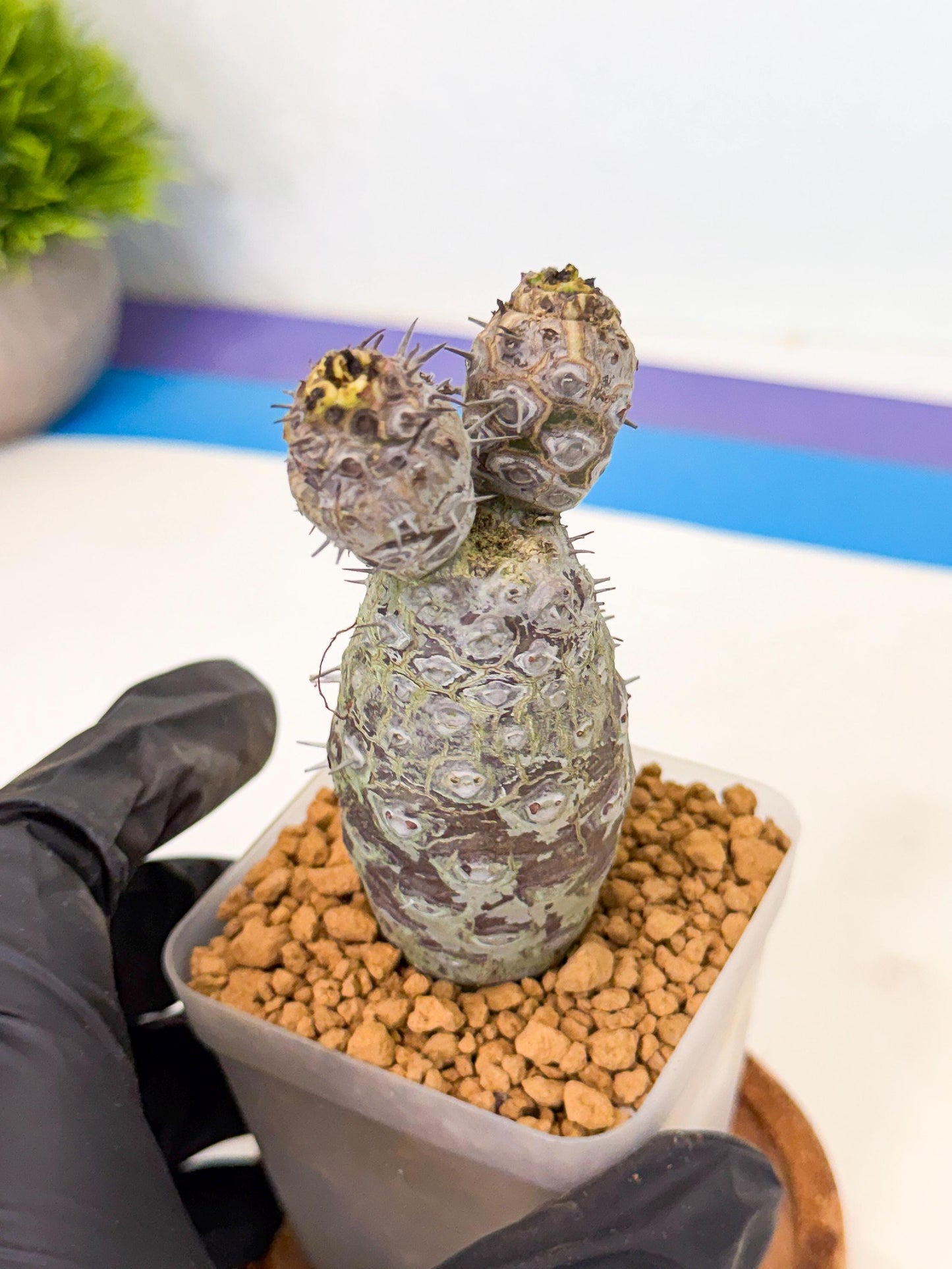 Pachypodioides (2) | Cactus Bonsai