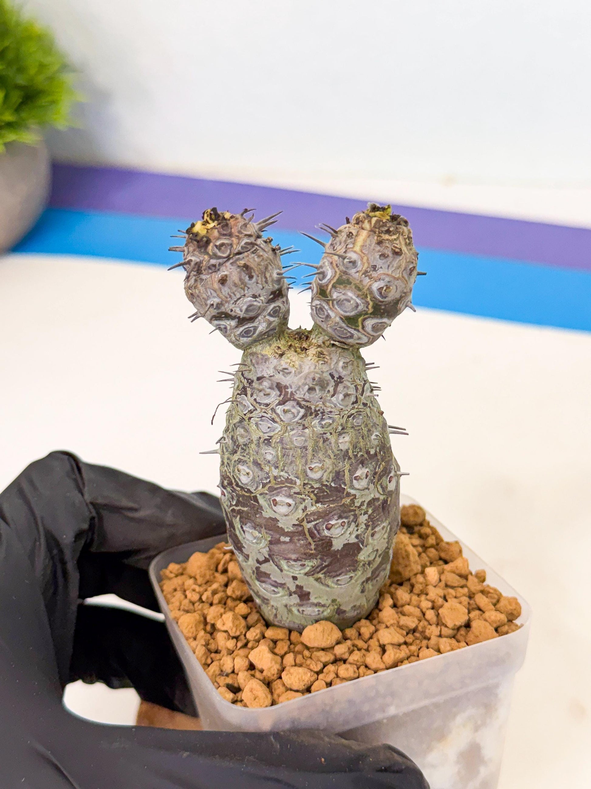 Pachypodioides (2) | Cactus Bonsai