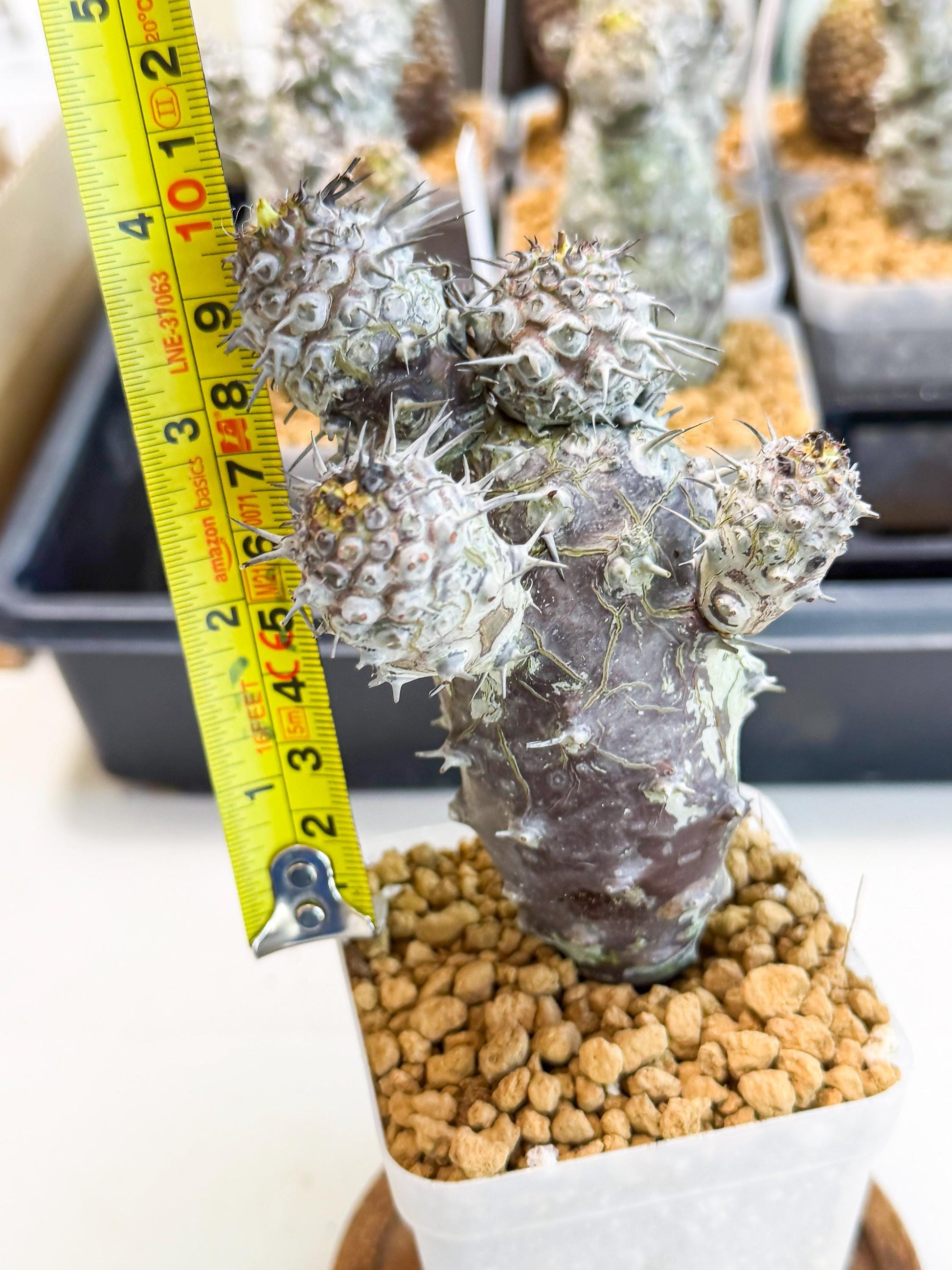 Pachypodioides (3) | Cactus Bonsai