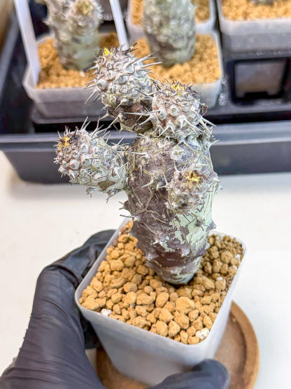 Pachypodioides (3) | Cactus Bonsai