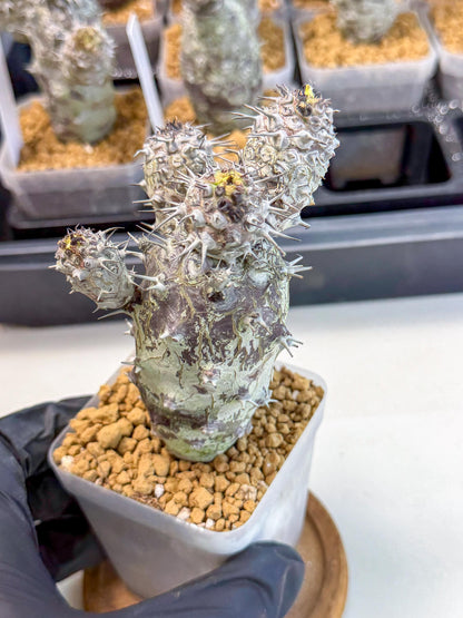 Pachypodioides (3) | Cactus Bonsai