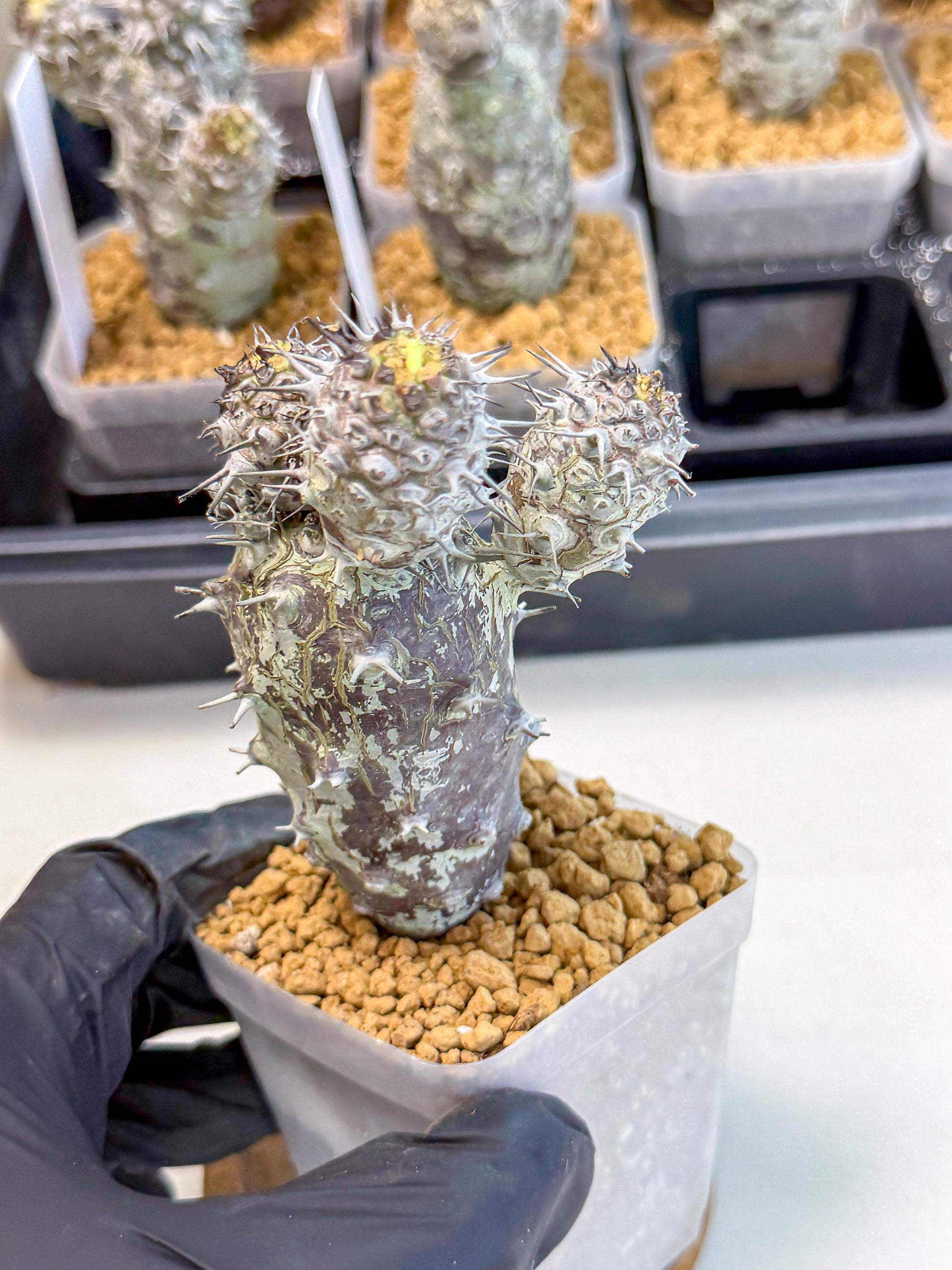 Pachypodioides (3) | Cactus Bonsai