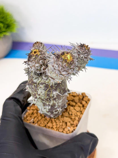 Pachypodioides (3) | Cactus Bonsai