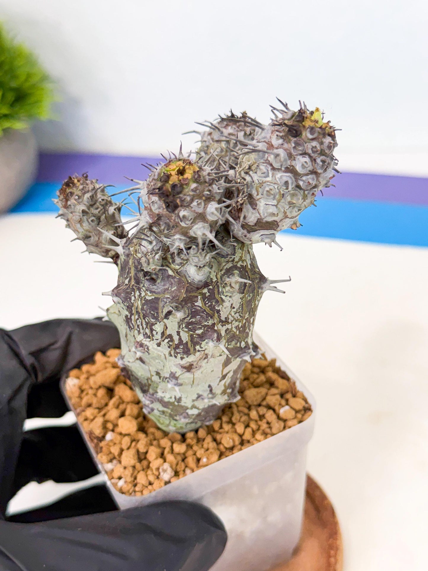 Pachypodioides (3) | Cactus Bonsai