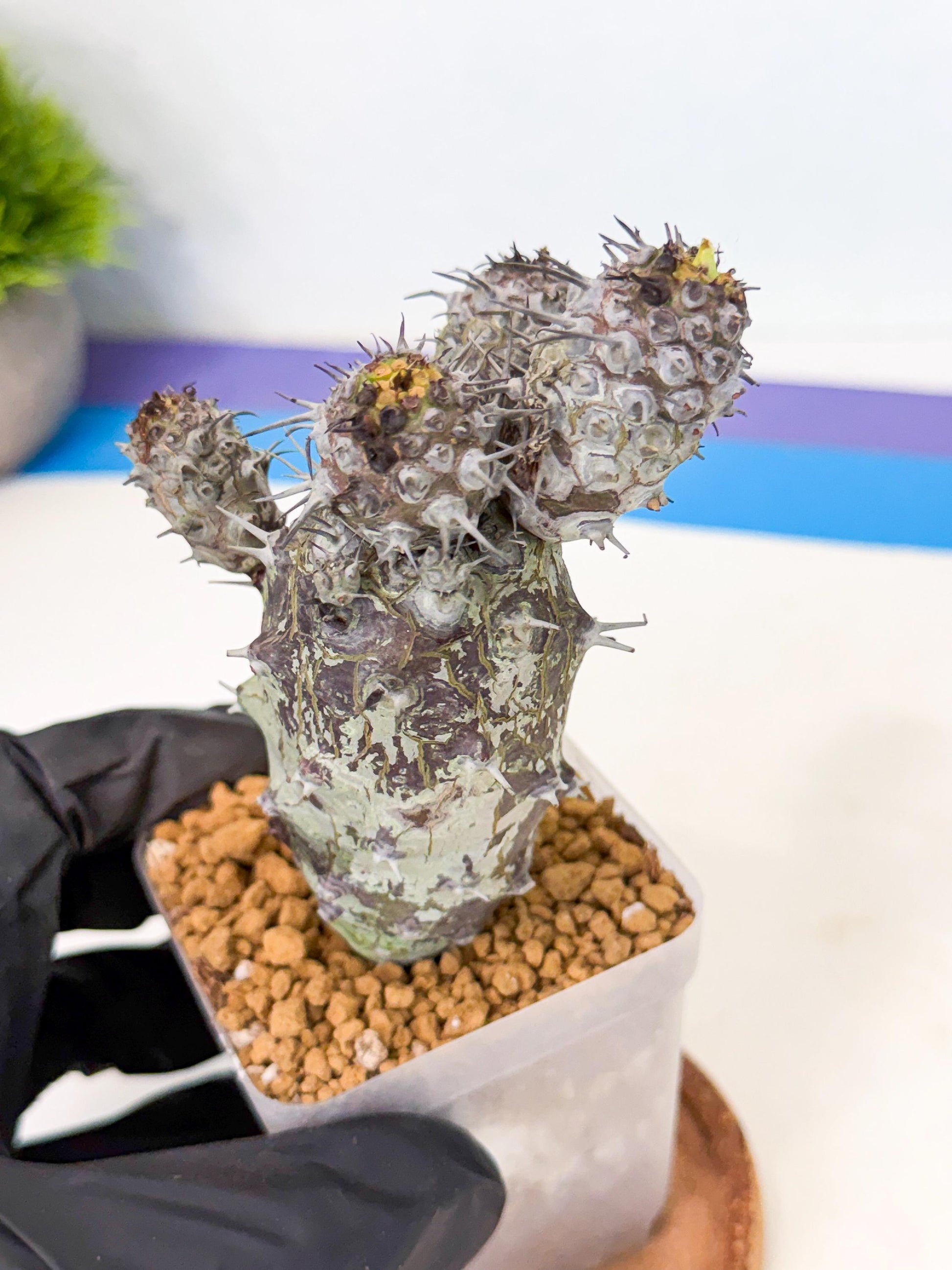 Pachypodioides (3) | Cactus Bonsai