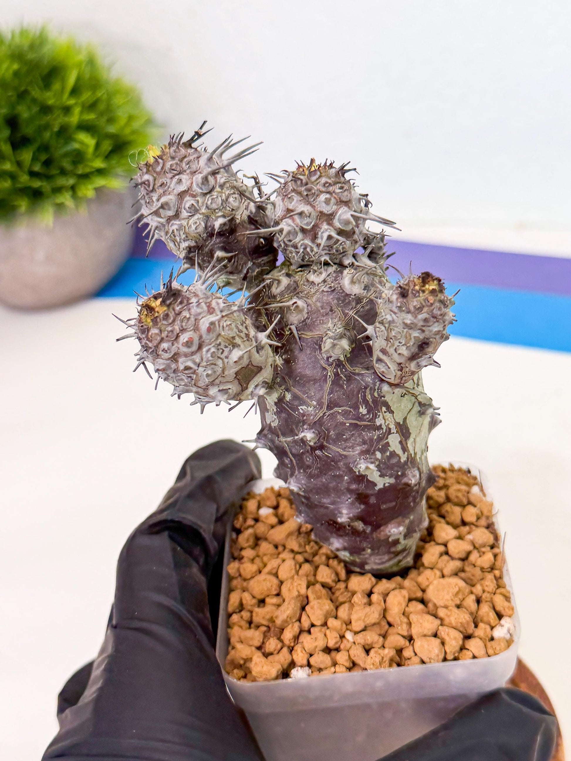 Pachypodioides (3) | Cactus Bonsai