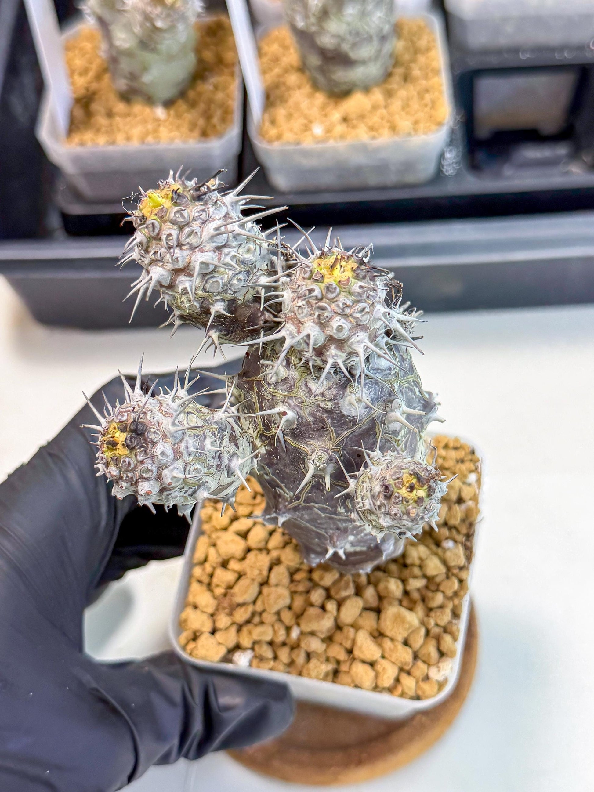 Pachypodioides (3) | Cactus Bonsai