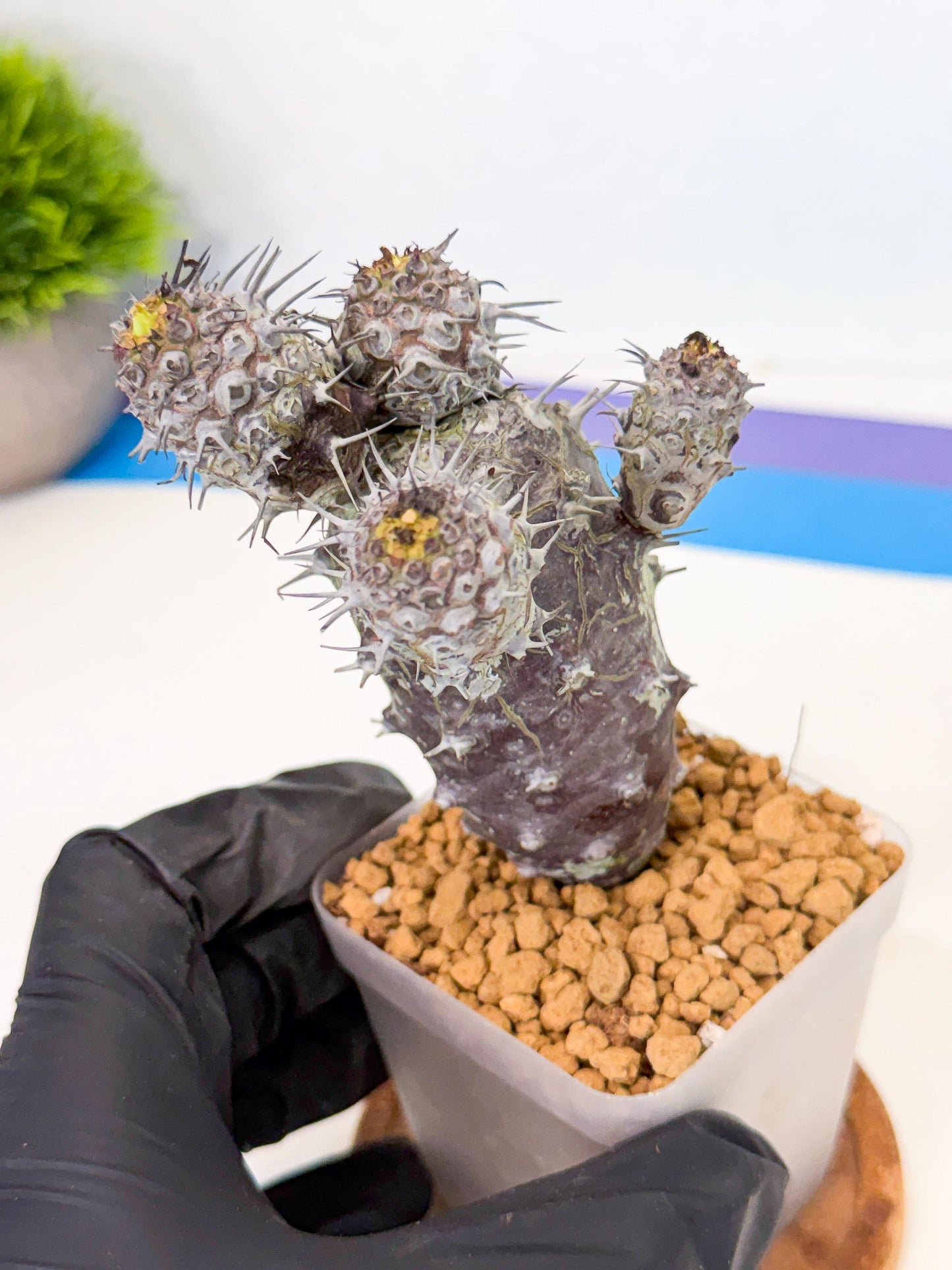 Pachypodioides (3) | Cactus Bonsai