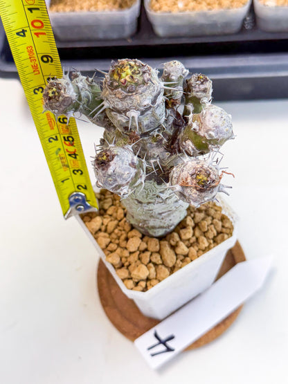 Pachypodioides (4) | Cactus Bonsai