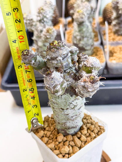 Pachypodioides (4) | Cactus Bonsai