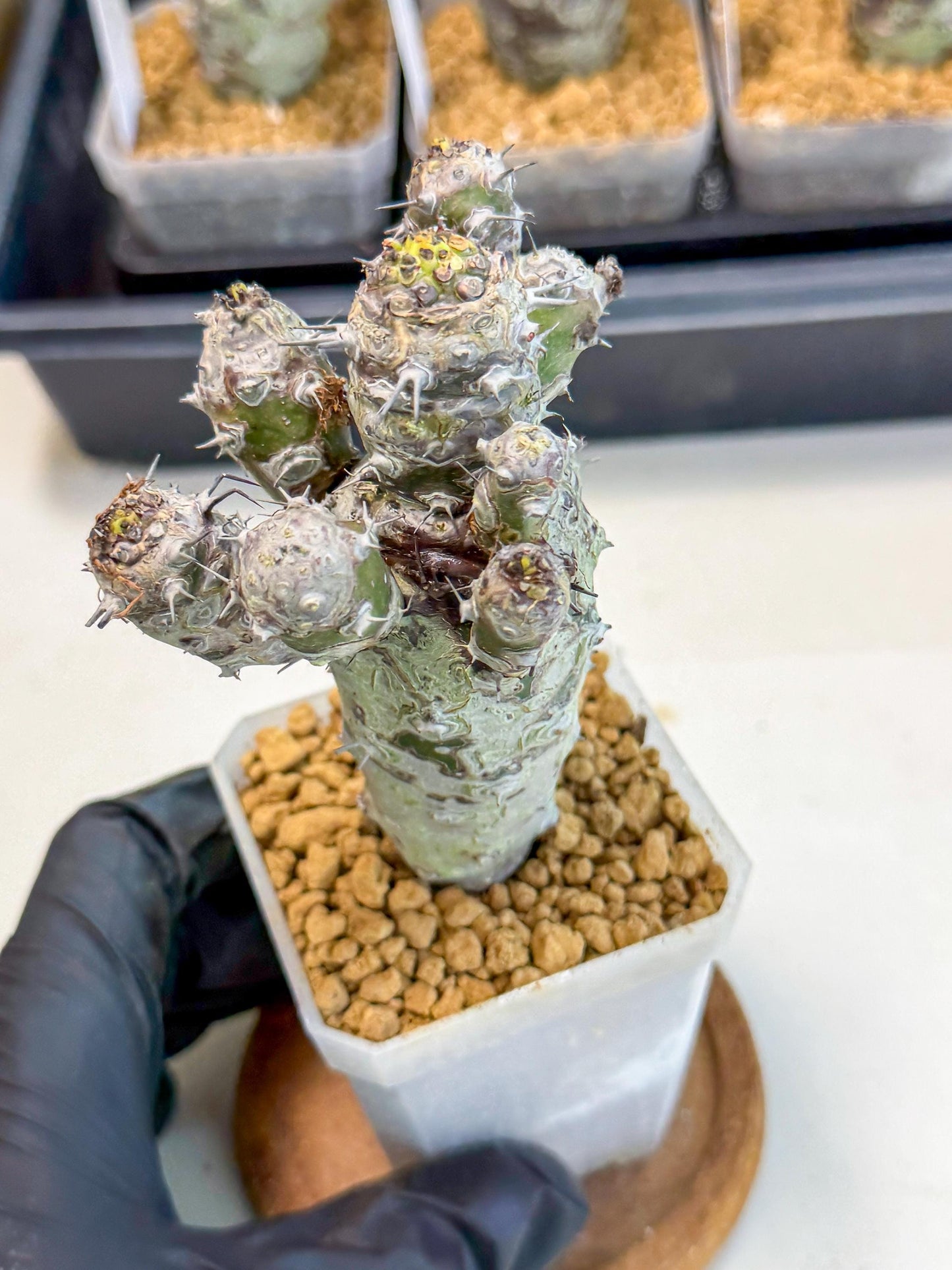 Pachypodioides (4) | Cactus Bonsai