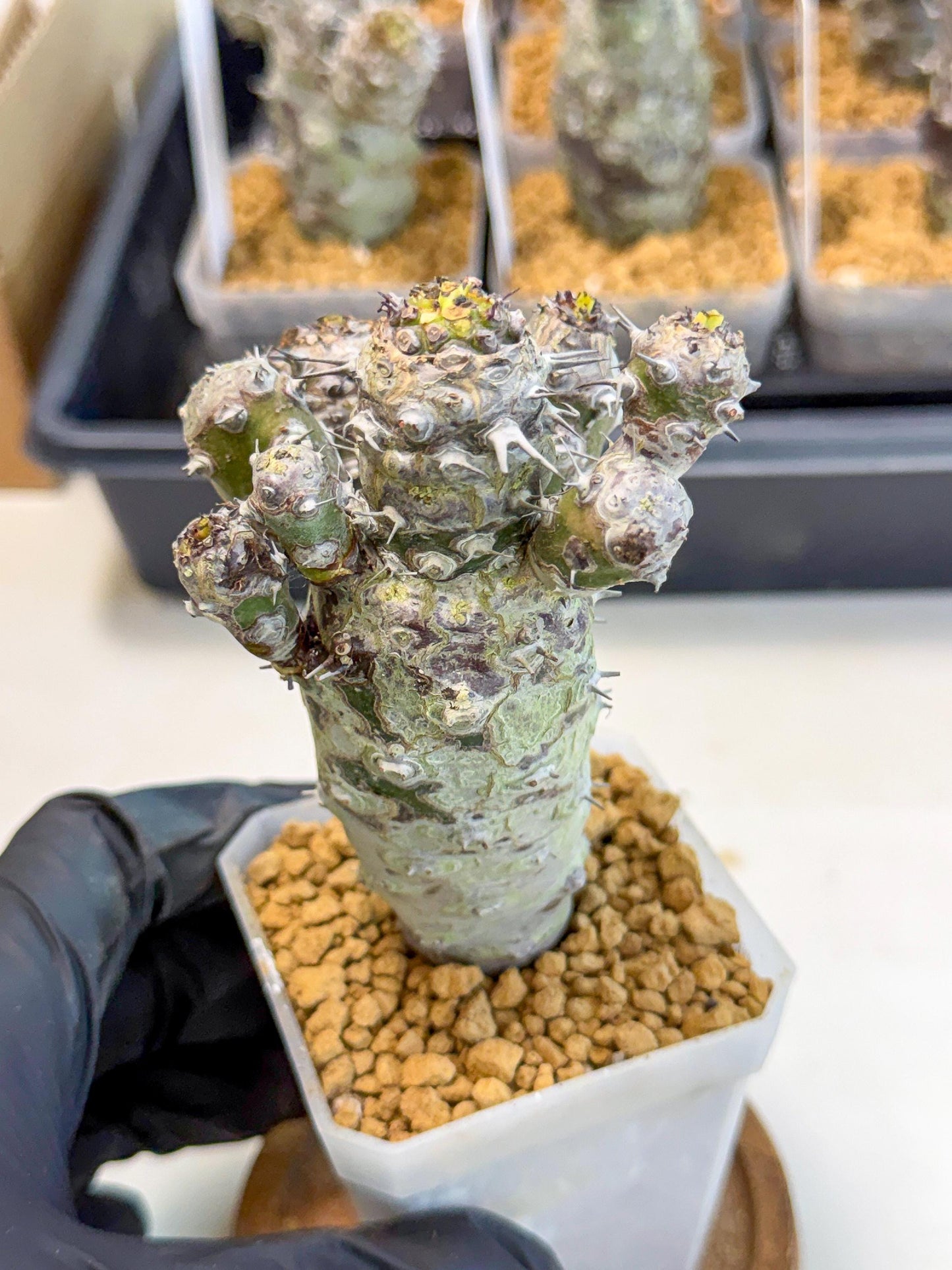 Pachypodioides (4) | Cactus Bonsai