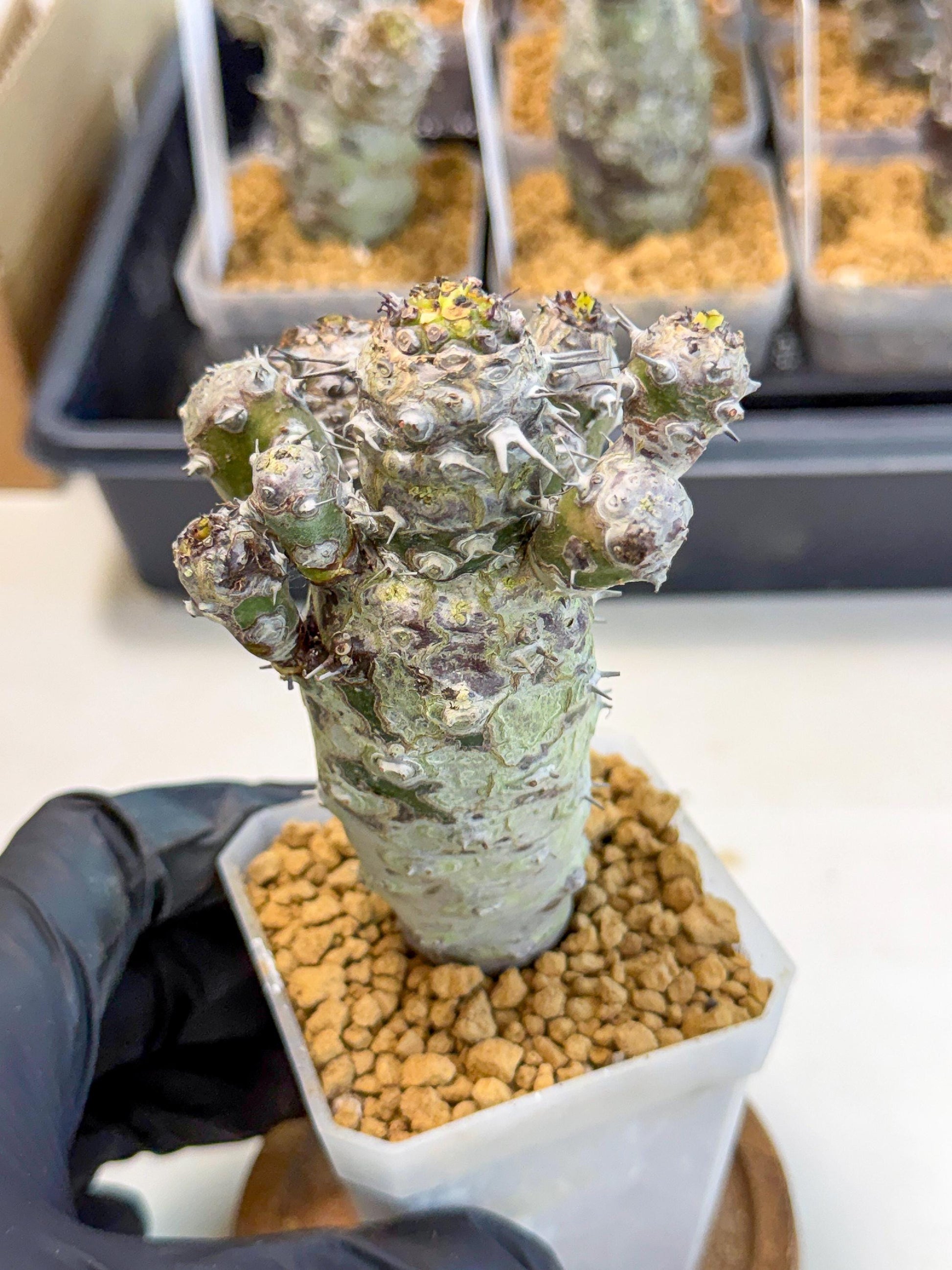 Pachypodioides (4) | Cactus Bonsai