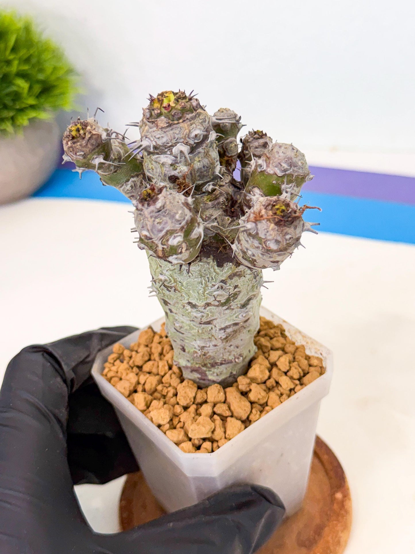 Pachypodioides (4) | Cactus Bonsai