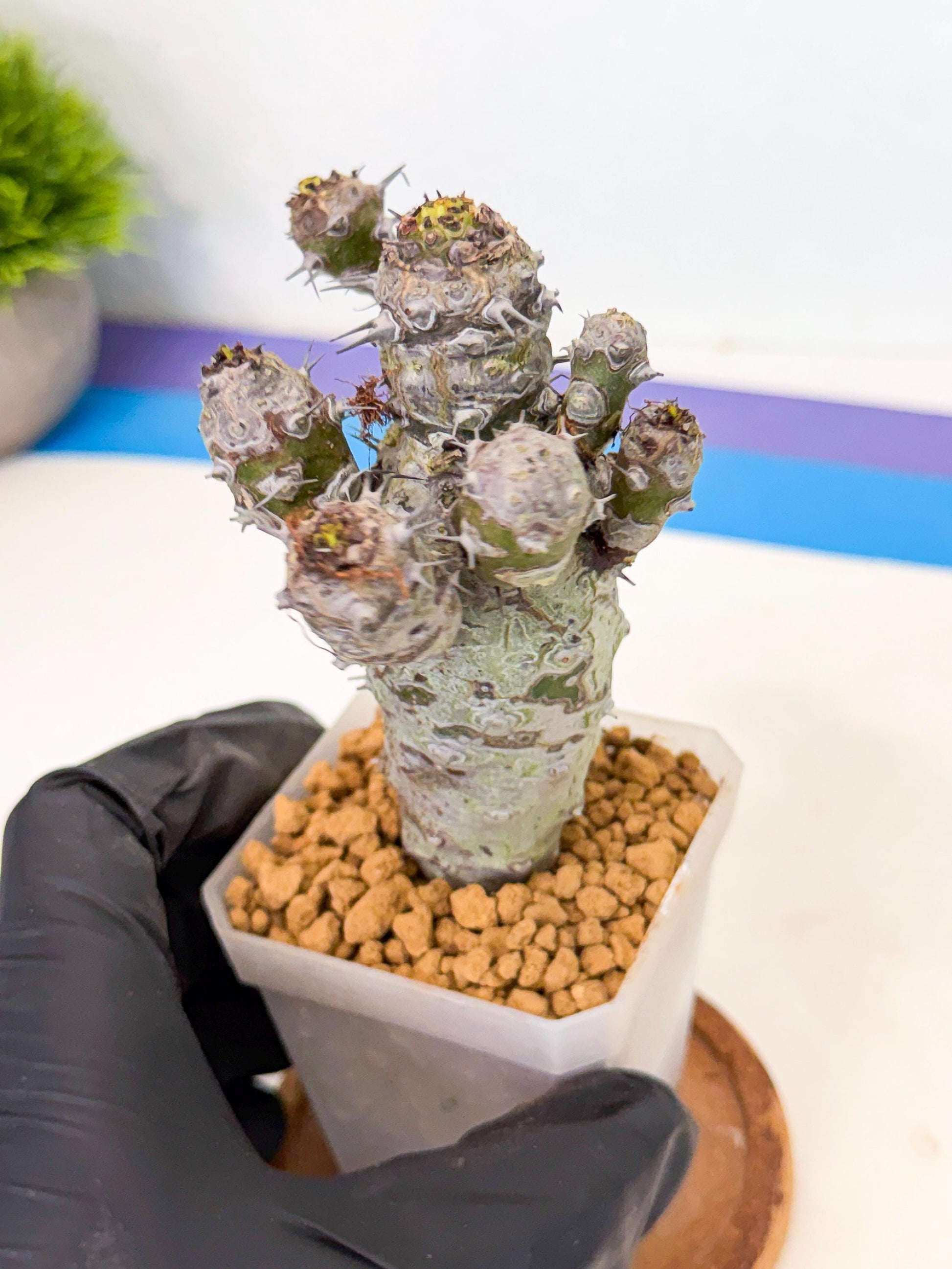 Pachypodioides (4) | Cactus Bonsai
