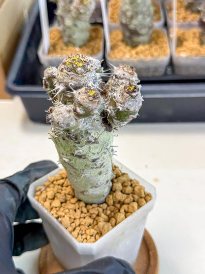 Pachypodioides (4) | Cactus Bonsai