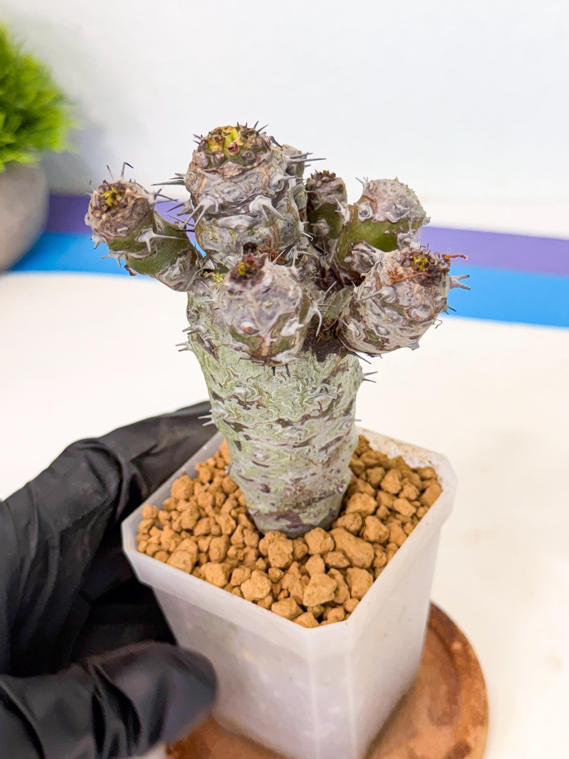 Pachypodioides (4) | Cactus Bonsai