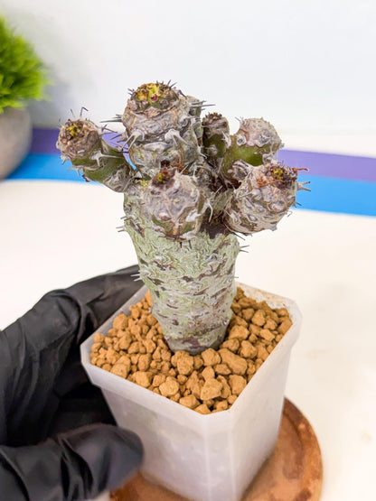Pachypodioides (4) | Cactus Bonsai
