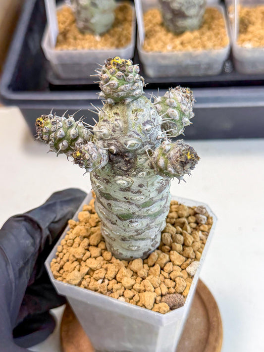 Pachypodioides (522) | Cactus Bonsai