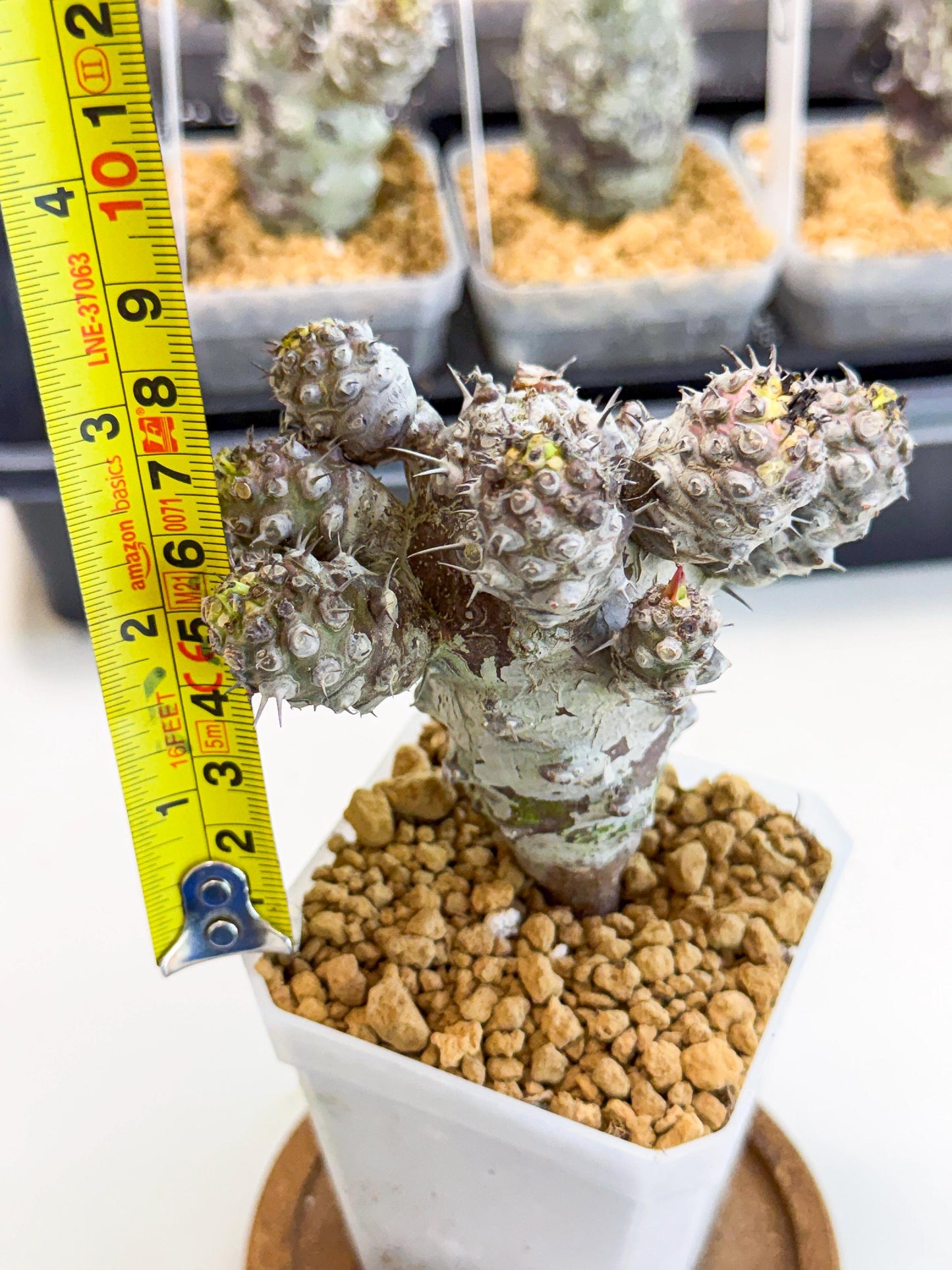 Pachypodioides (6) | Cactus Bonsai