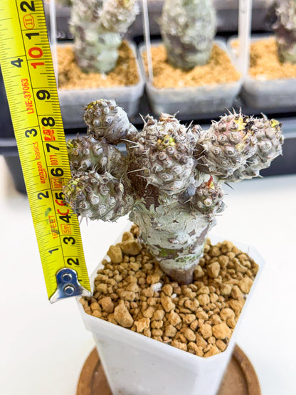 Pachypodioides (6) | Cactus Bonsai