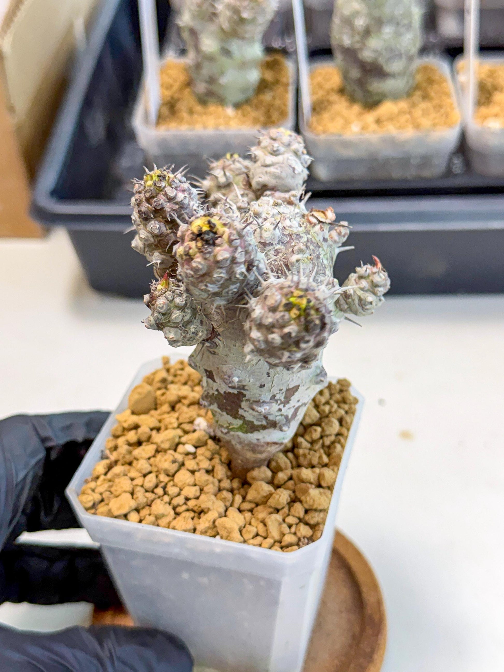 Pachypodioides (6) | Cactus Bonsai