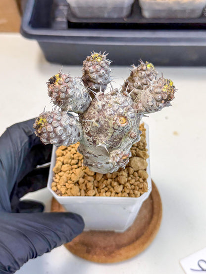 Pachypodioides (6) | Cactus Bonsai