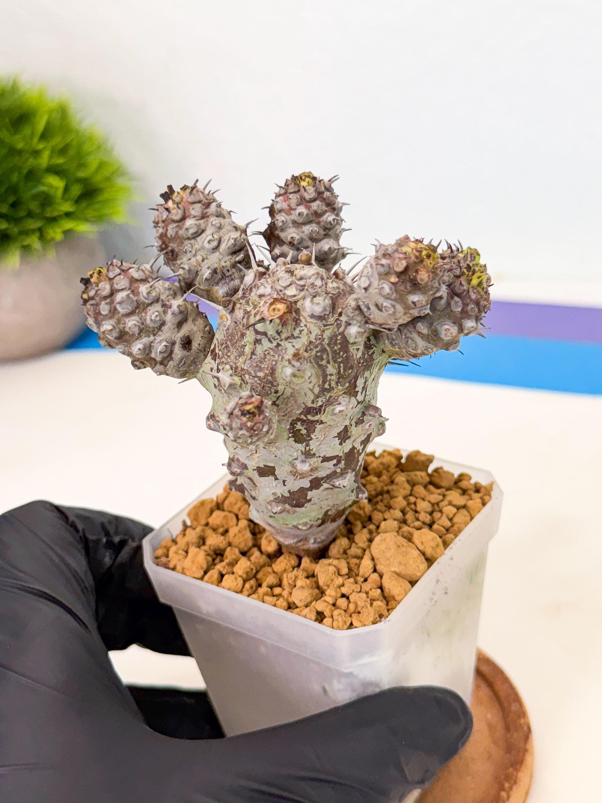 Pachypodioides (6) | Cactus Bonsai