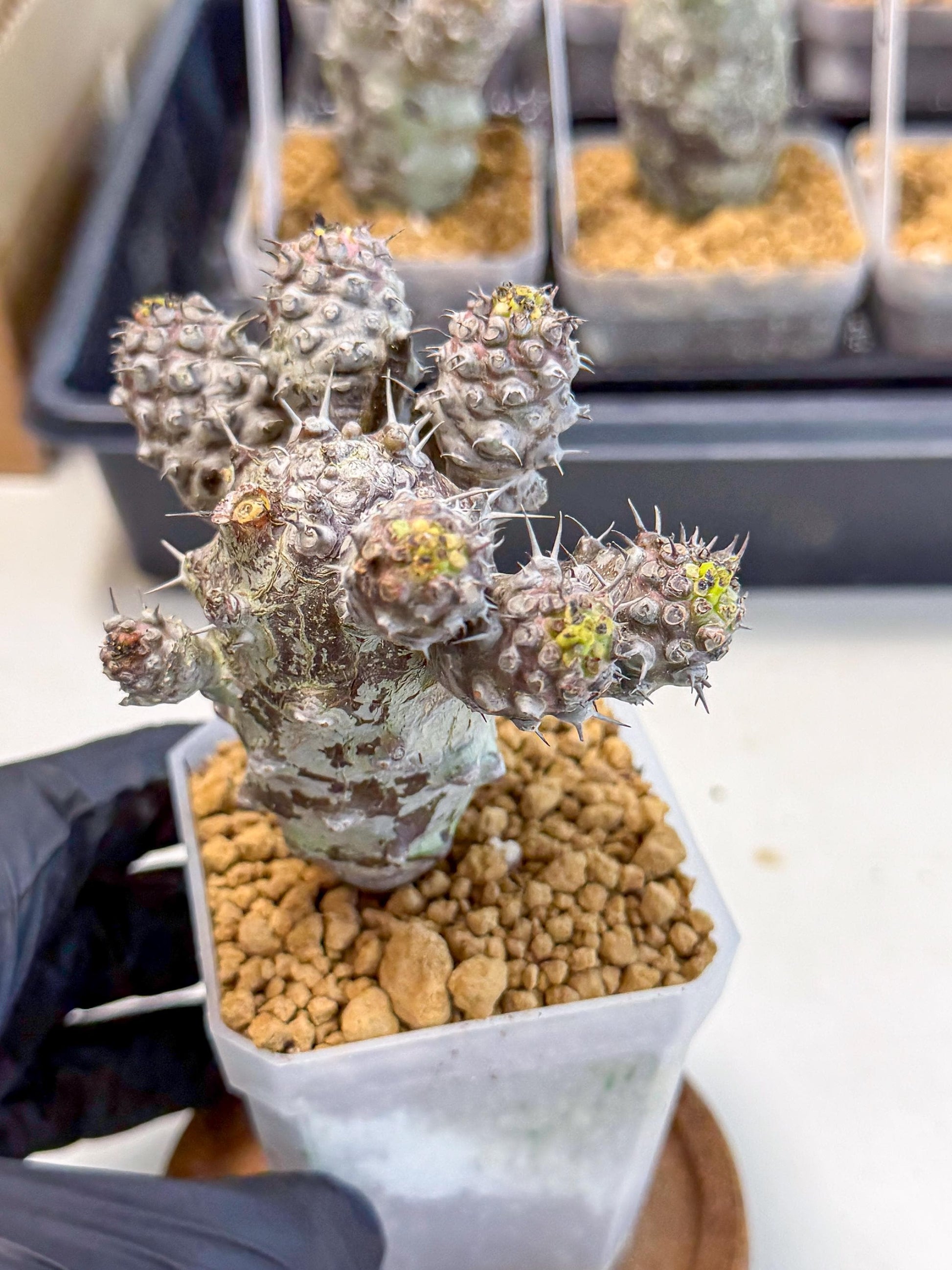 Pachypodioides (6) | Cactus Bonsai