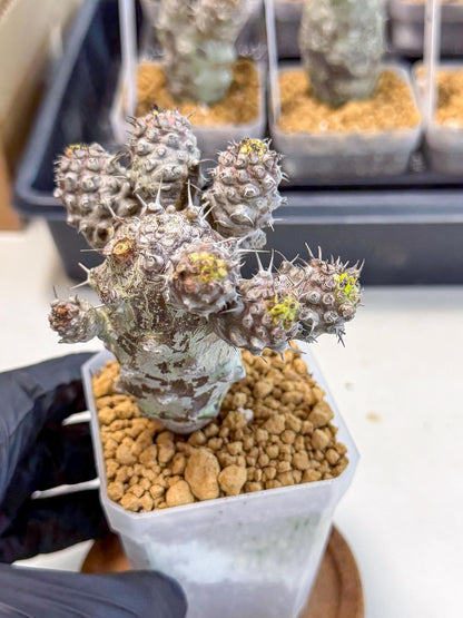Pachypodioides (6) | Cactus Bonsai