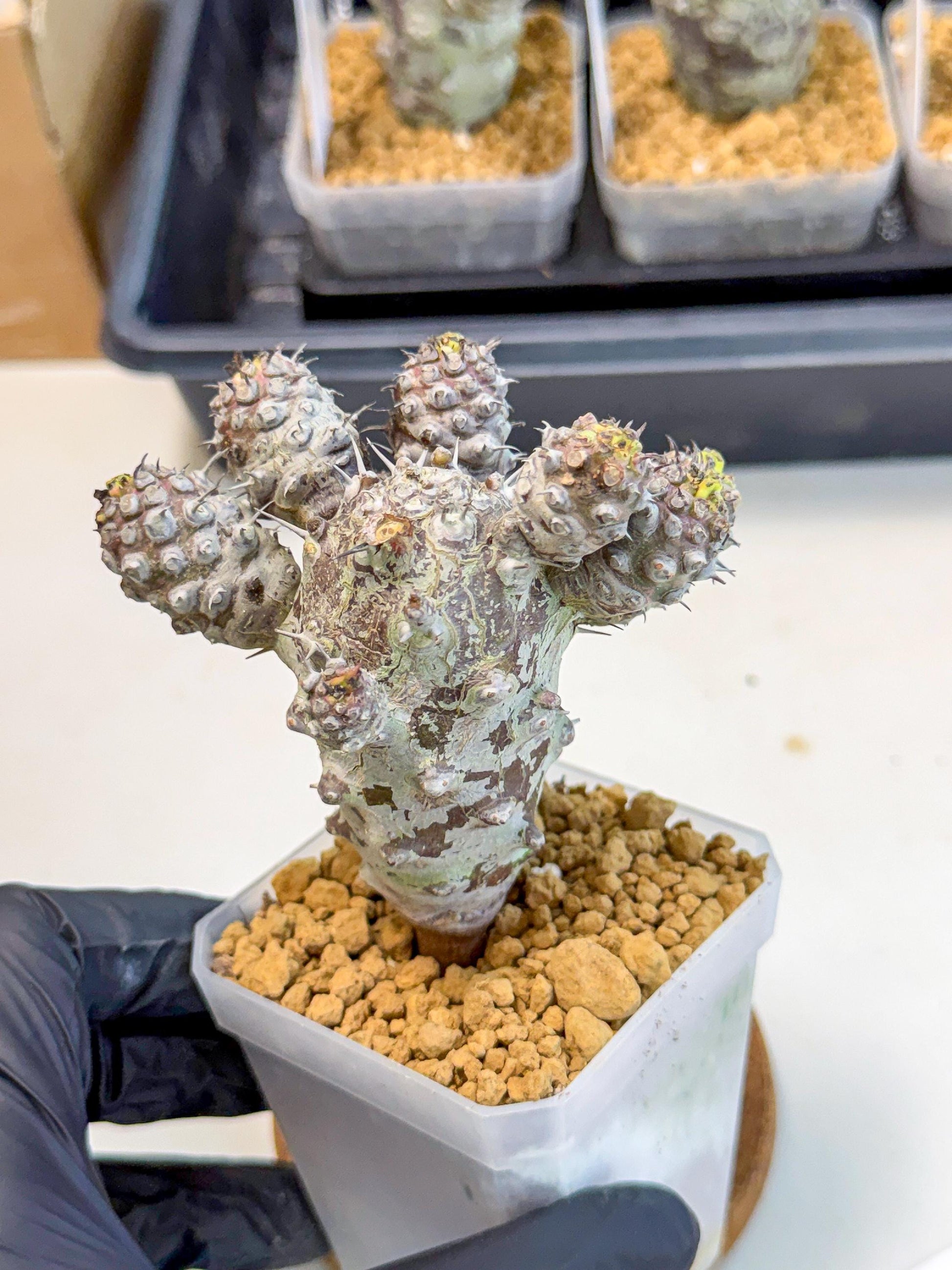 Pachypodioides (6) | Cactus Bonsai