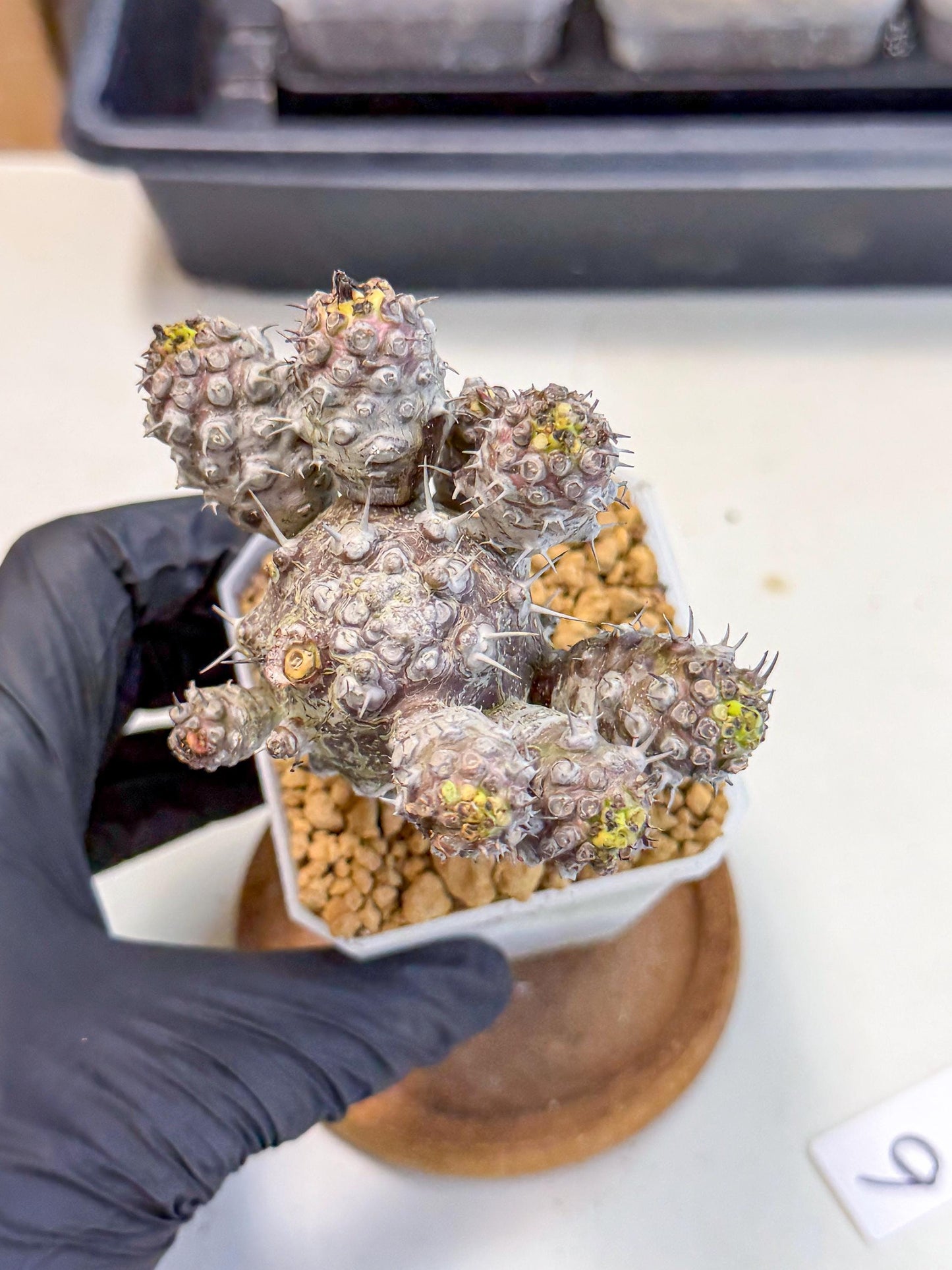 Pachypodioides (6) | Cactus Bonsai