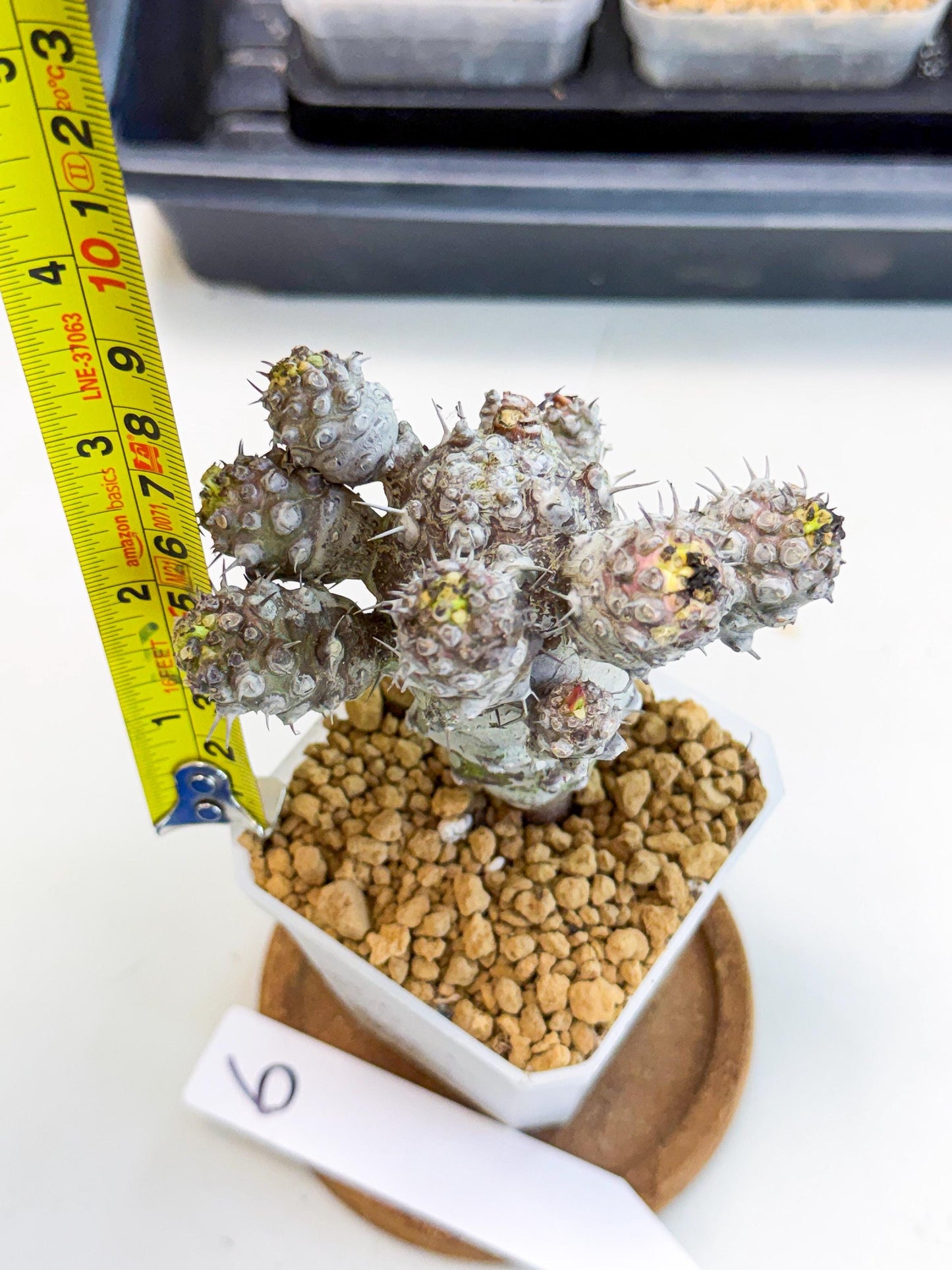 Pachypodioides (6) | Cactus Bonsai