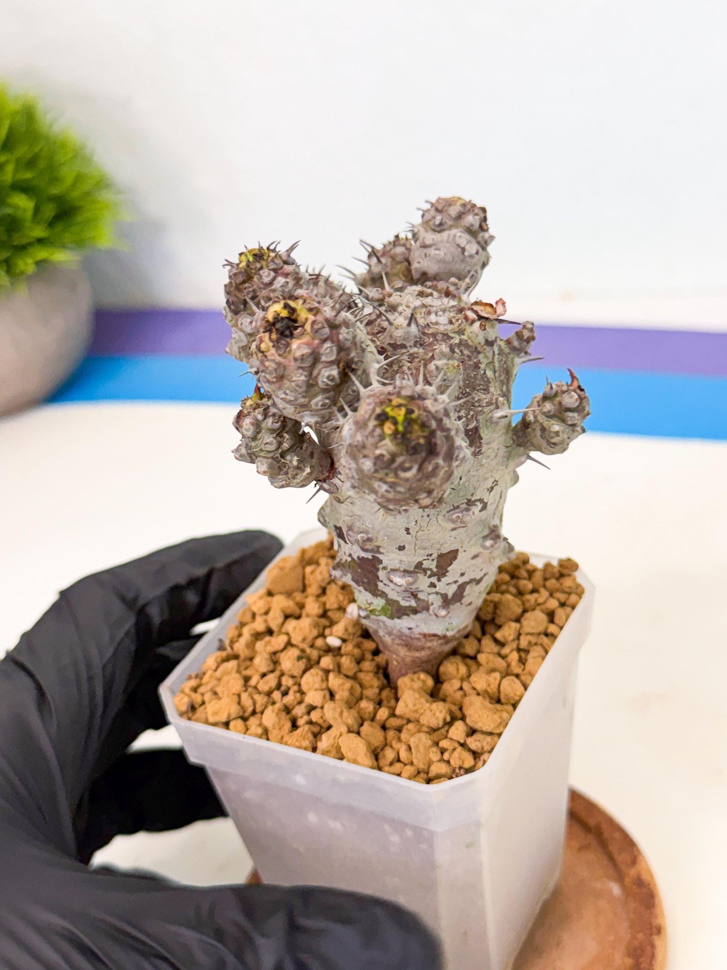 Pachypodioides (6) | Cactus Bonsai