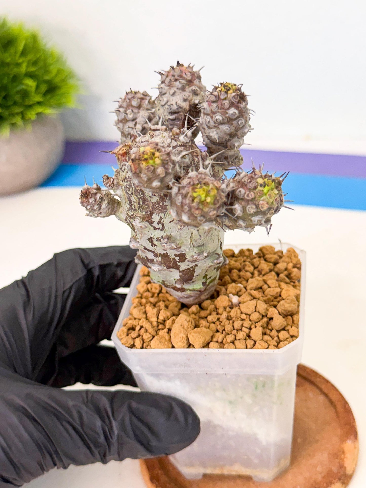 Pachypodioides (6) | Cactus Bonsai