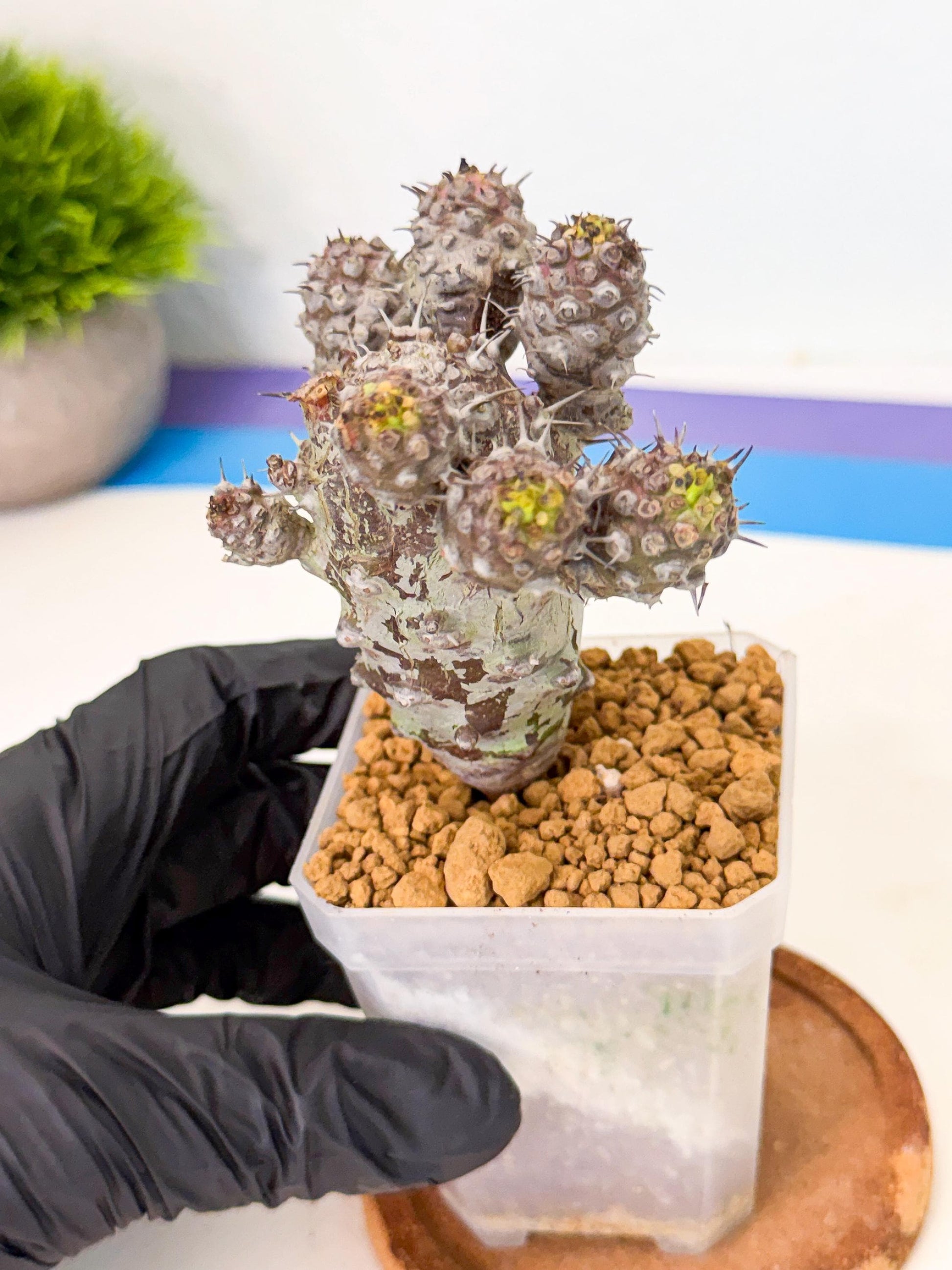 Pachypodioides (6) | Cactus Bonsai