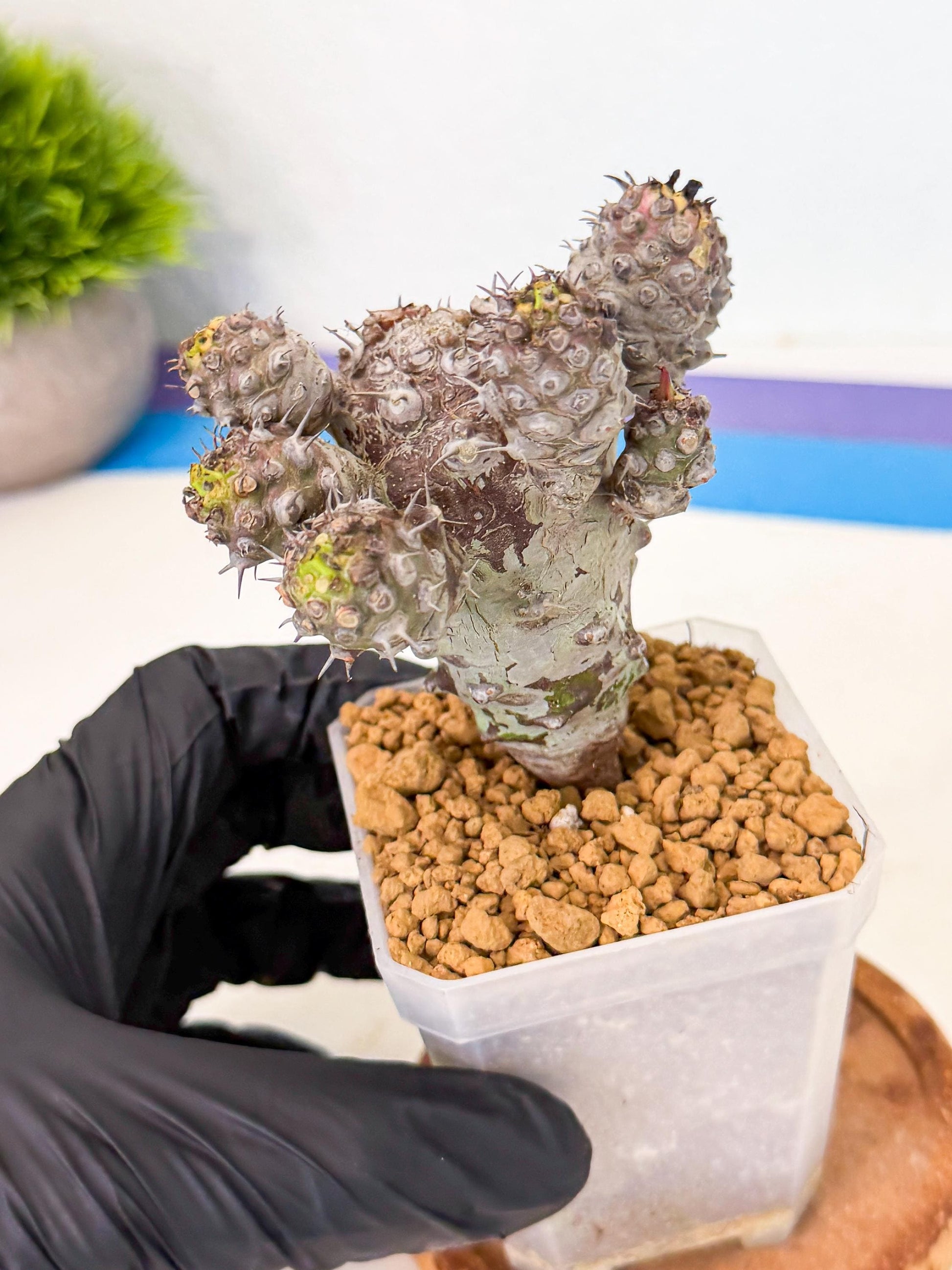 Pachypodioides (6) | Cactus Bonsai