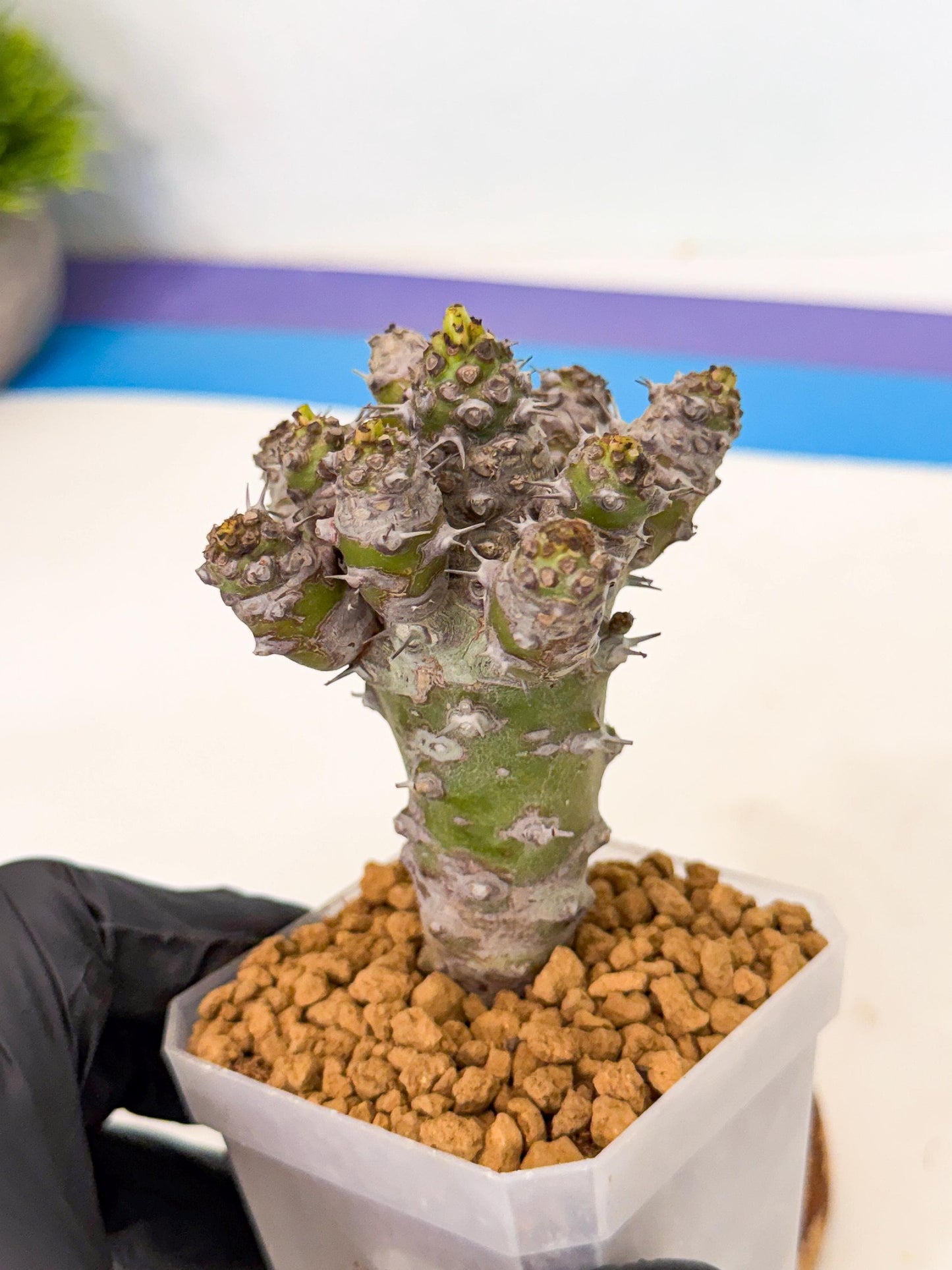 Pachypodioides (8) | Cactus Bonsai