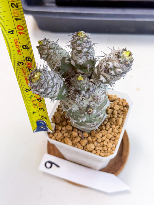 Pachypodioides (9) | Cactus Bonsai
