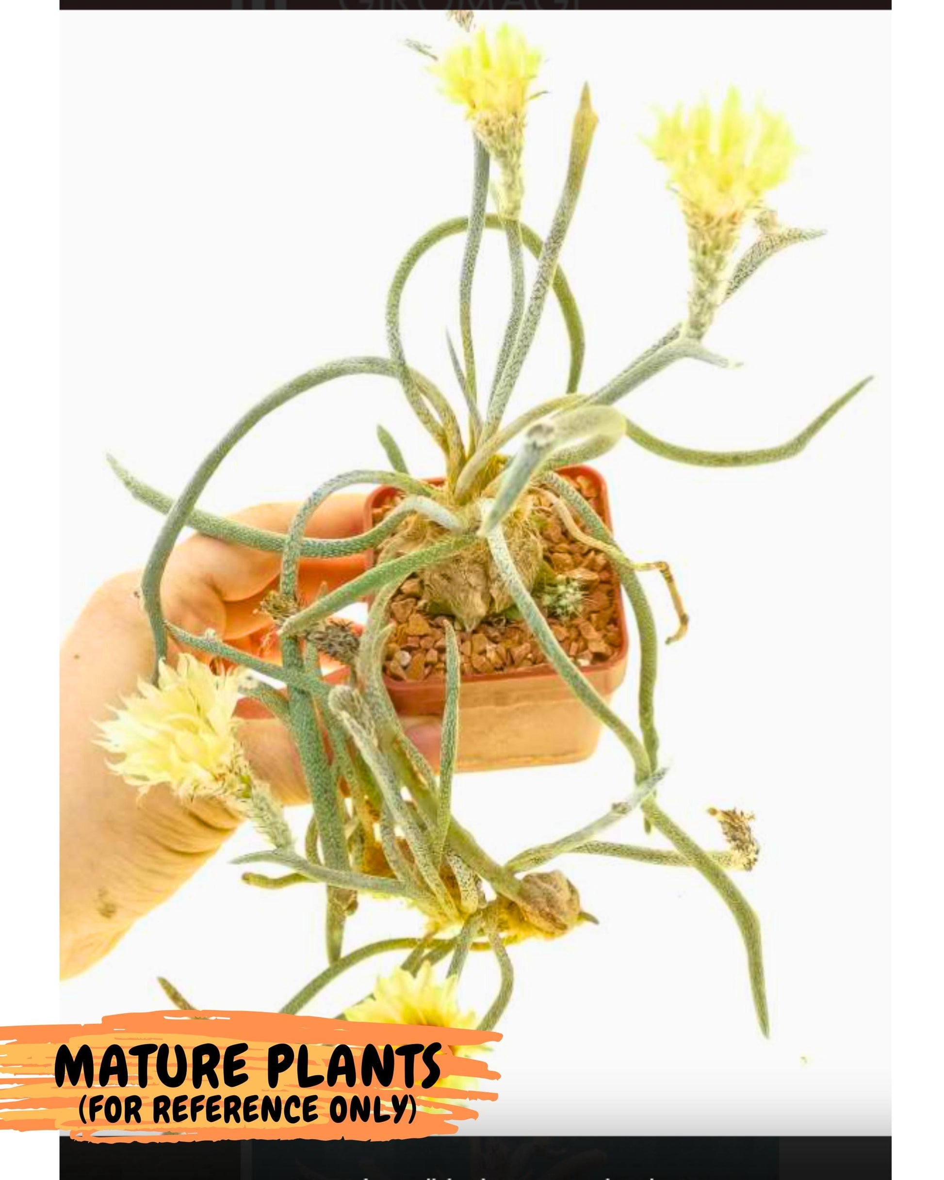 Caput Medusae (2) | Imported Cactus | Rare Succulent