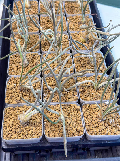 Caput Medusae | Imported Cactus | Rare Succulent
