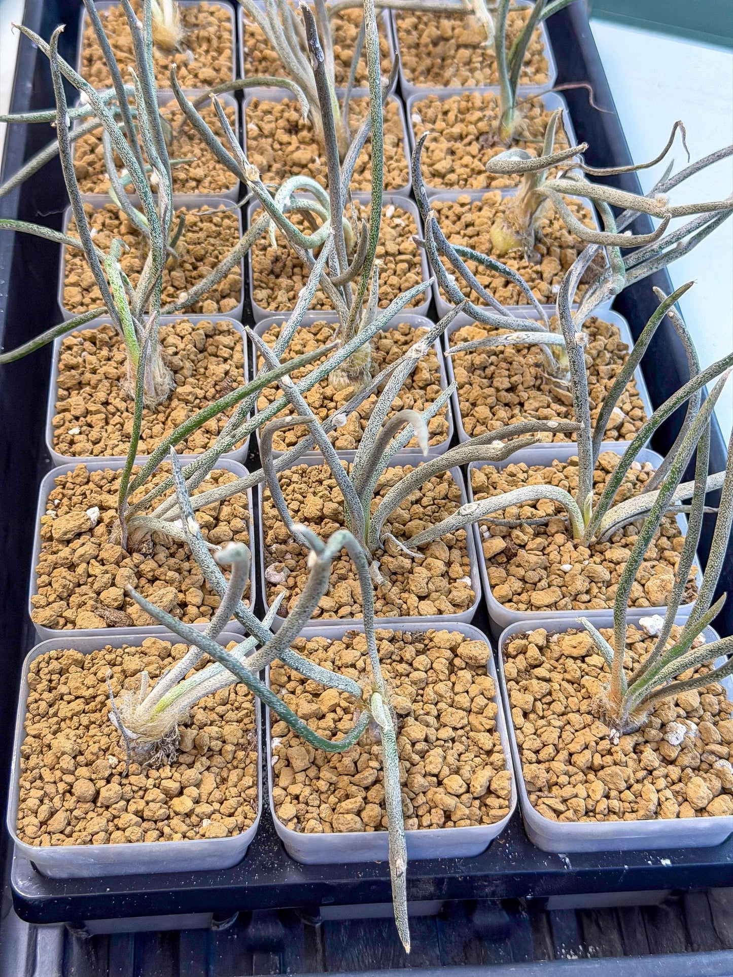 Caput Medusae (2) | Imported Cactus | Rare Succulent