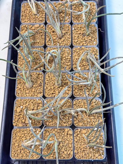 Caput Medusae (2) | Imported Cactus | Rare Succulent