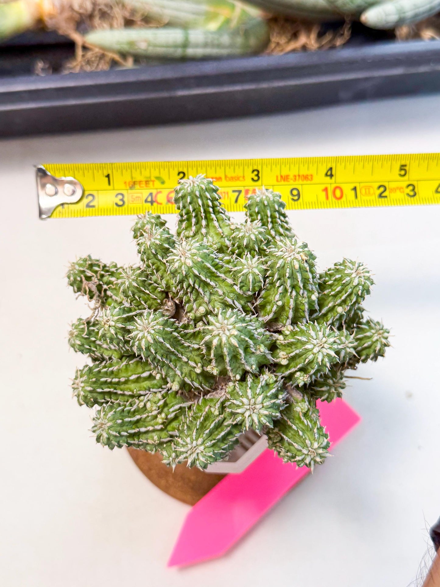 Sepulta Cluster Cactus (p) | Rare Succulent