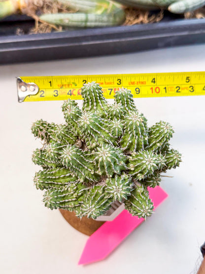 Sepulta Cluster Cactus (p) | Rare Succulent