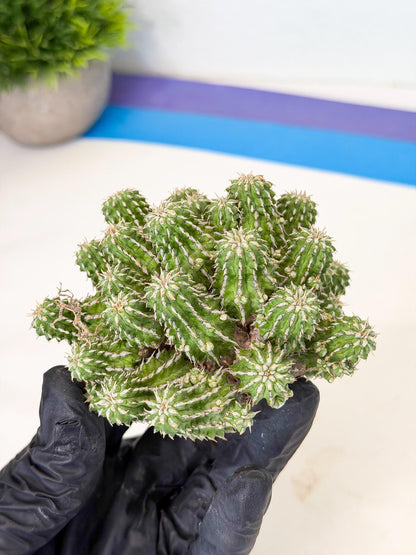 Sepulta Cluster Cactus (p) | Rare Succulent