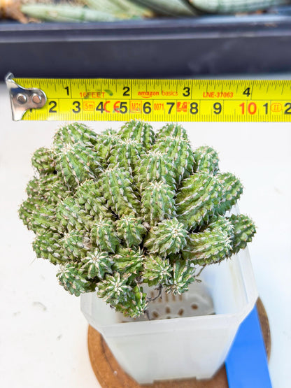 Sepulta Cluster Cactus (b) | Rare Succulent