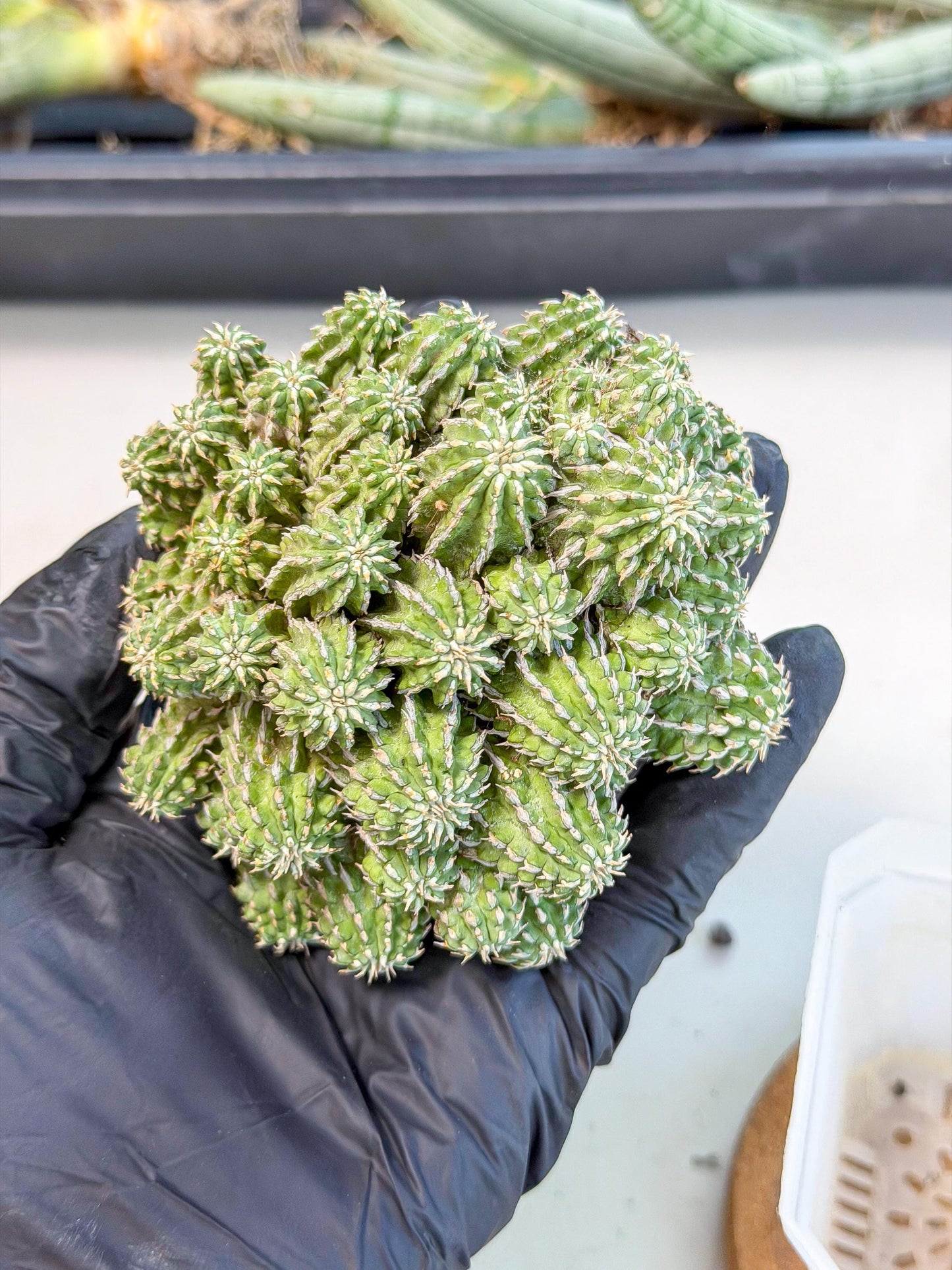 Sepulta Cluster Cactus (b) | Rare Succulent